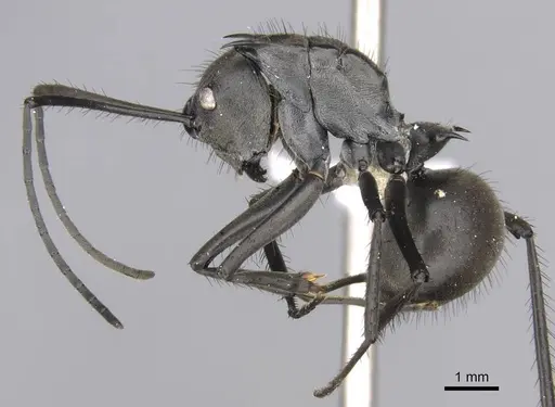 Polyrhachis villipes specimen CASENT0906819 image casent0906819_3