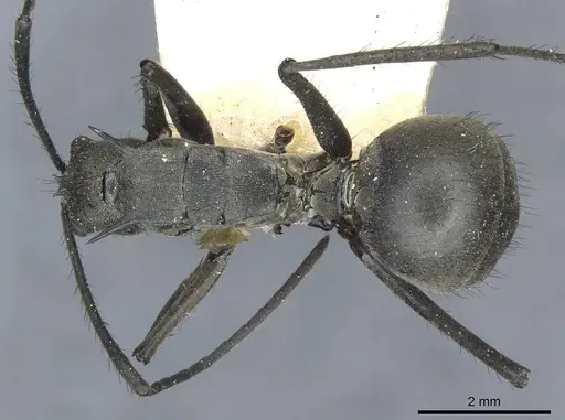 Polyrhachis villipes specimen CASENT0910929 image casent0910929_1
