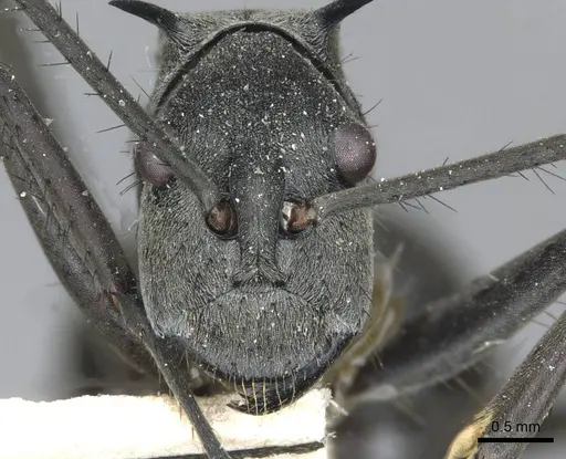 Polyrhachis villipes specimen CASENT0910929 image casent0910929_2