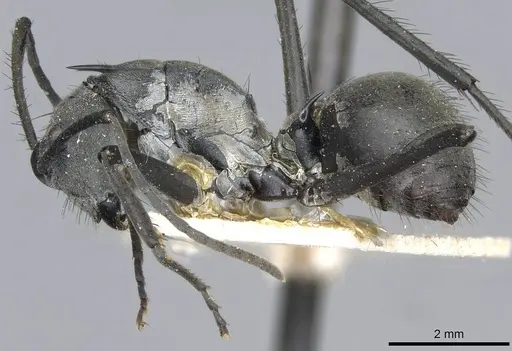 Polyrhachis villipes specimen CASENT0910929 image casent0910929_3