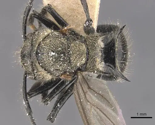 Polyrhachis villosa specimen CASENT0905592 image casent0905592_1