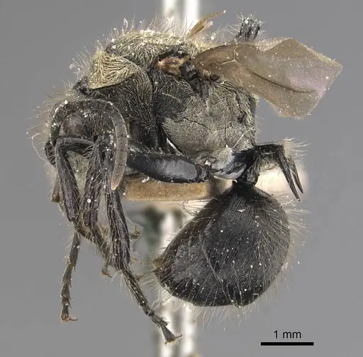 Polyrhachis villosa specimen CASENT0905592 image casent0905592_3