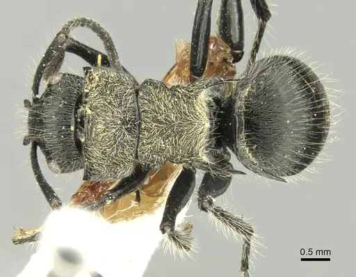 Polyrhachis villosa specimen CASENT0906737 image casent0906737_1