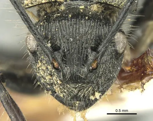 Polyrhachis villosa specimen CASENT0906737 image casent0906737_2