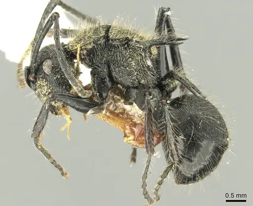 Polyrhachis villosa specimen CASENT0906737 image casent0906737_3
