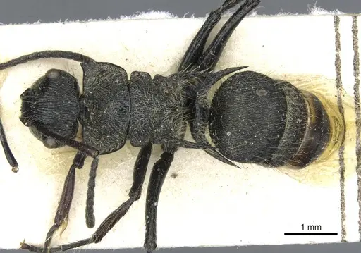 Polyrhachis villosa specimen CASENT0910838 image casent0910838_1