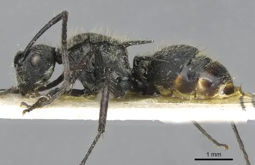 Polyrhachis villosa specimen CASENT0910838 image casent0910838_3