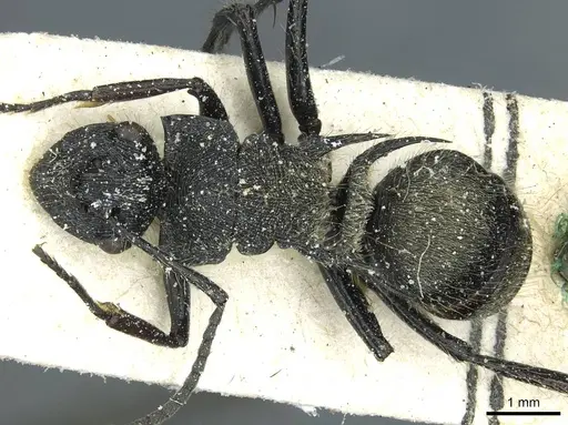Polyrhachis villosa specimen CASENT0912098 image casent0912098_1
