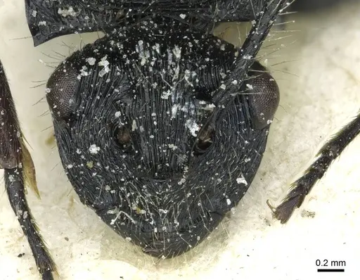 Polyrhachis villosa specimen CASENT0912098 image casent0912098_2