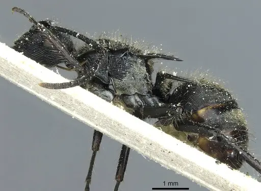 Polyrhachis villosa specimen CASENT0912098 image casent0912098_3