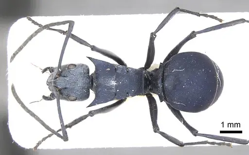 Polyrhachis villosa specimen CASENT0915830 image casent0915830_1