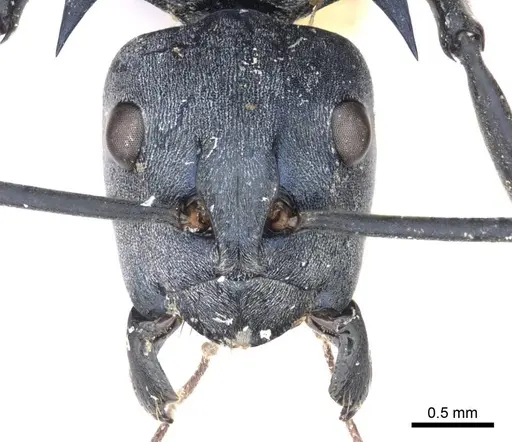 Polyrhachis villosa specimen CASENT0915830 image casent0915830_2