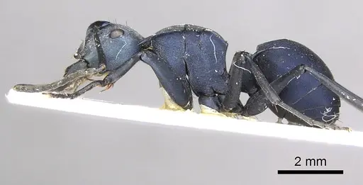 Polyrhachis villosa specimen CASENT0915830 image casent0915830_3