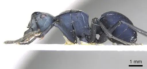 Polyrhachis villosa specimen CASENT0915830 image casent0915830_4