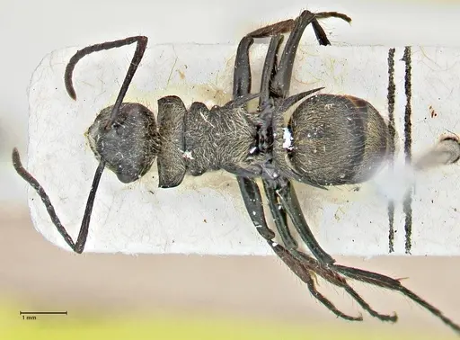 Polyrhachis villosa specimen FOCOL2931 image focol2931_1
