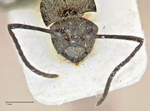 Polyrhachis villosa specimen FOCOL2931 image focol2931_2