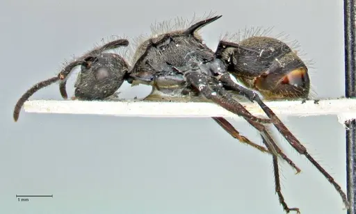 Polyrhachis villosa specimen FOCOL2931 image focol2931_3