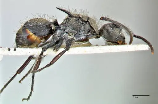 Polyrhachis villosa specimen FOCOL2931 image focol2931_4