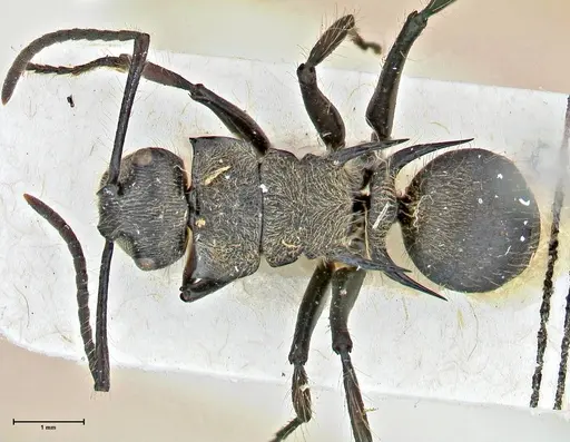 Polyrhachis villosa specimen FOCOL2932 image focol2932_1