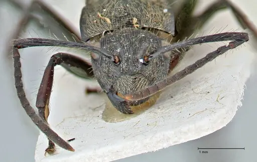 Polyrhachis villosa specimen FOCOL2932 image focol2932_2