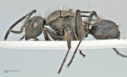 Polyrhachis villosa specimen FOCOL2932 image focol2932_3