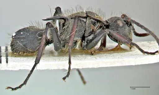 Polyrhachis villosa specimen FOCOL2932 image focol2932_4