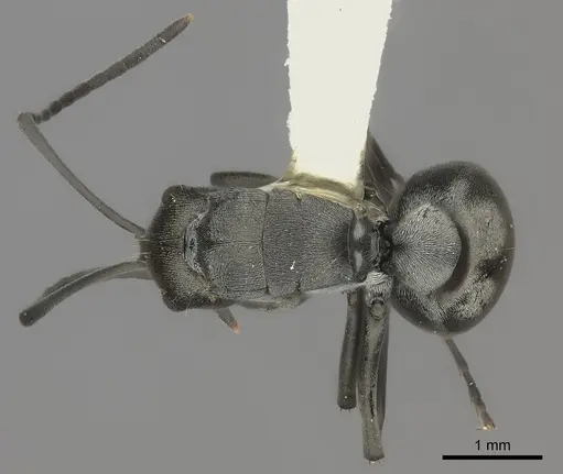 Polyrhachis vindex specimen CASENT0217808 image casent0217808_1