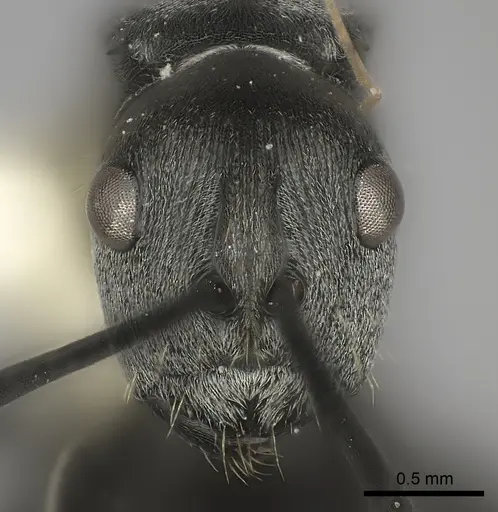 Polyrhachis vindex specimen CASENT0217808 image casent0217808_2