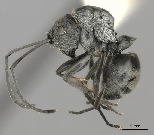 Polyrhachis vindex specimen CASENT0217808 image casent0217808_3