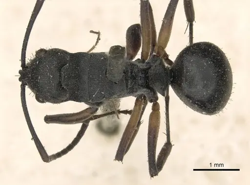 Polyrhachis vindex specimen CASENT0901859 image casent0901859_1