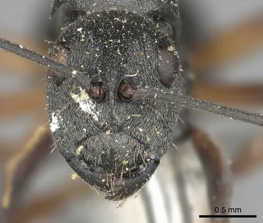 Polyrhachis vindex specimen CASENT0901859 image casent0901859_2
