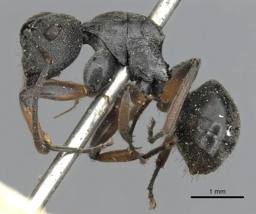 Polyrhachis vindex specimen CASENT0901859 image casent0901859_3