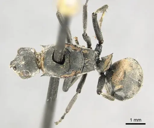 Polyrhachis vindex specimen CASENT0915823 image casent0915823_1