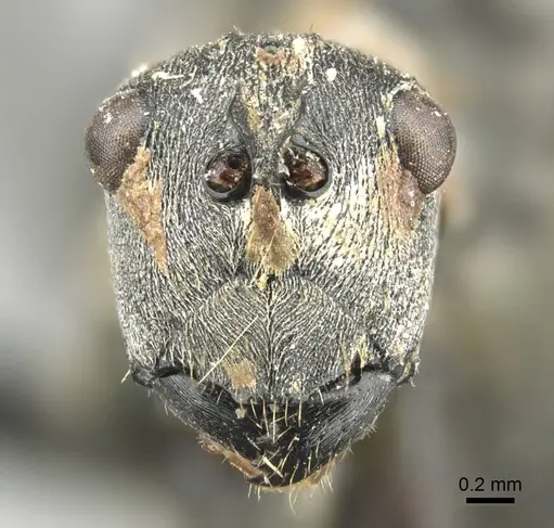 Polyrhachis vindex specimen CASENT0915823 image casent0915823_2