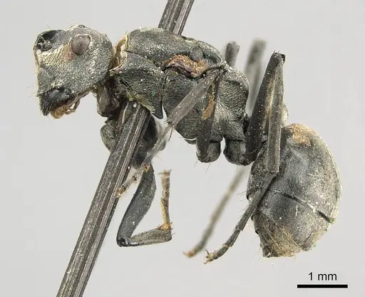 Polyrhachis vindex specimen CASENT0915823 image casent0915823_3