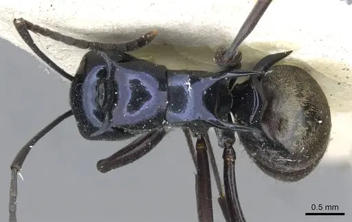 Polyrhachis violaceonigra specimen CASENT0910851 image casent0910851_1