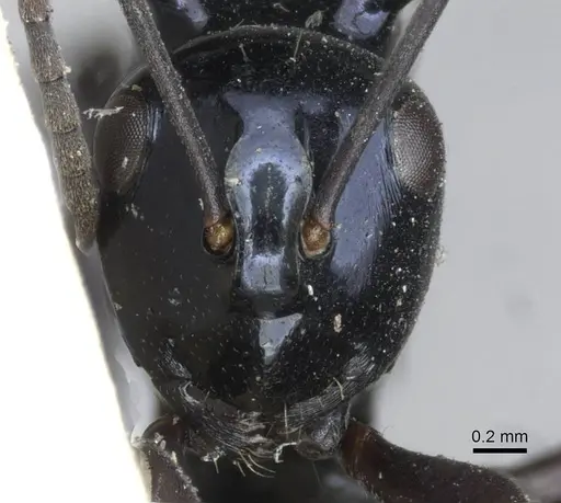 Polyrhachis violaceonigra specimen CASENT0910851 image casent0910851_2