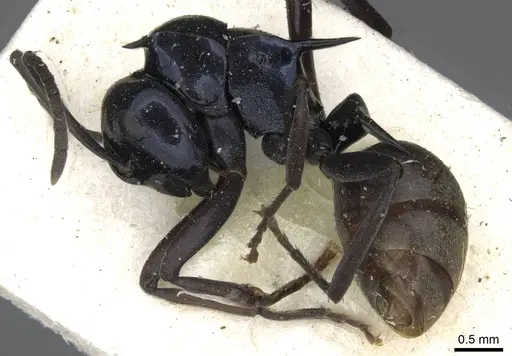 Polyrhachis violaceonigra specimen CASENT0910851 image casent0910851_3
