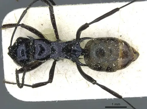 Polyrhachis violaceonigra specimen CASENT0912115 image casent0912115_1