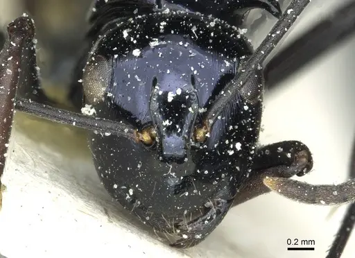 Polyrhachis violaceonigra specimen CASENT0912115 image casent0912115_2