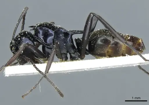 Polyrhachis violaceonigra specimen CASENT0912115 image casent0912115_3