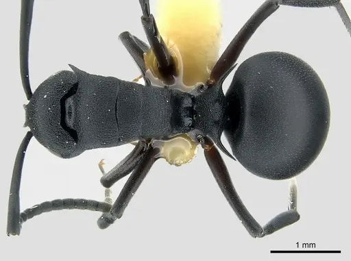 Polyrhachis viscosa specimen CASENT0227561 image casent0227561_1