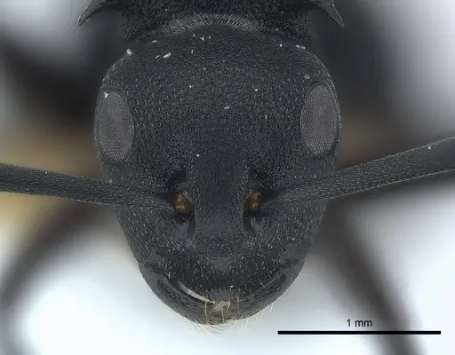 Polyrhachis viscosa specimen CASENT0227561 image casent0227561_2