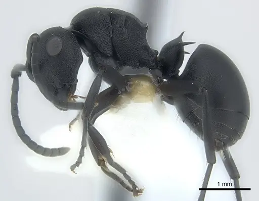 Polyrhachis viscosa specimen CASENT0227561 image casent0227561_3