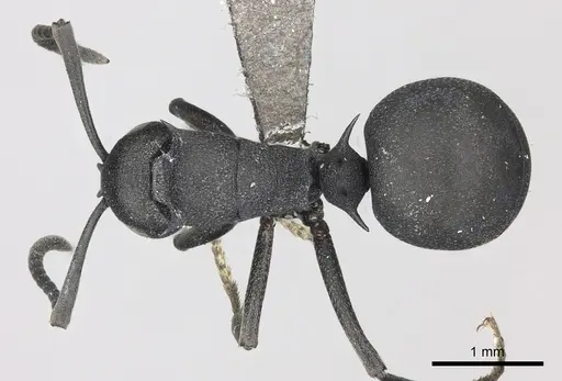 Polyrhachis viscosa specimen CASENT0235675 image casent0235675_1