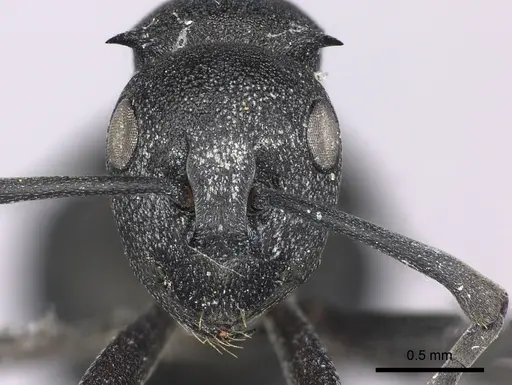 Polyrhachis viscosa specimen CASENT0235675 image casent0235675_2