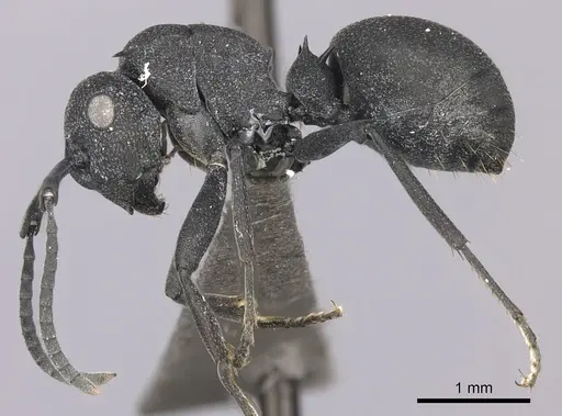 Polyrhachis viscosa specimen CASENT0235675 image casent0235675_3