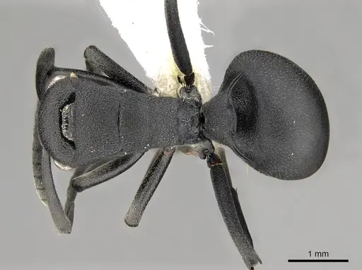Polyrhachis viscosa specimen CASENT0281457 image casent0281457_1