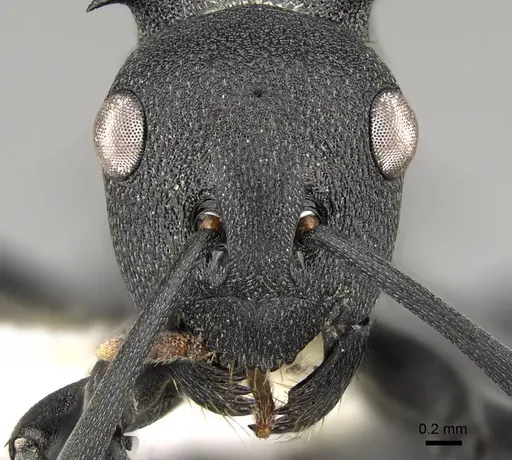 Polyrhachis viscosa specimen CASENT0281457 image casent0281457_2
