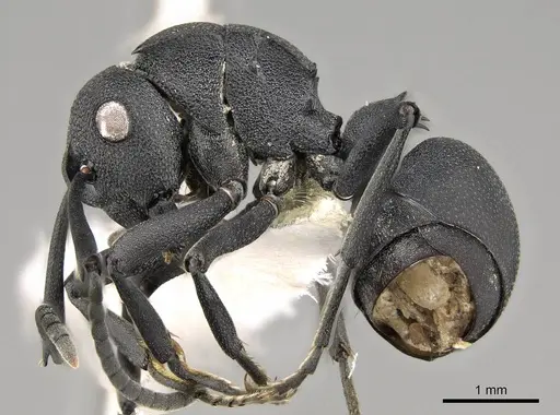 Polyrhachis viscosa specimen CASENT0281457 image casent0281457_3